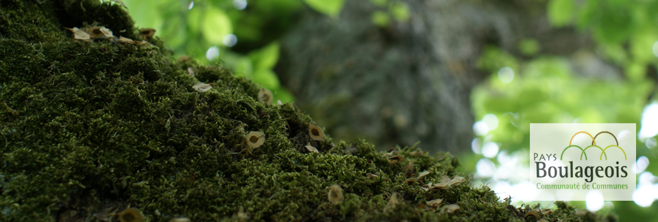 /index.php?option=com_content&view=article&id=144:arbre-de-bettange&catid=38:rokstories